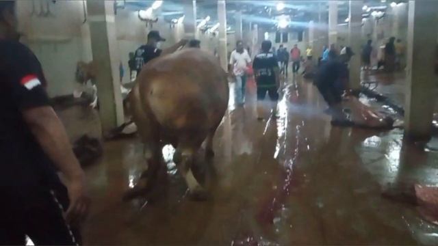 sapi jumbo milik yuan farm timbang karkas tembus 52% смотреть онлайн