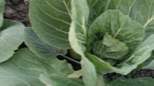 Капуста Рання-Парел F1 (Parel F1) #капуста #капуста