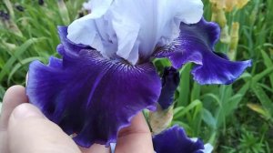 Ірис World Premier/Ирис Волд Премьер