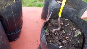 Прививка    Мушмулы