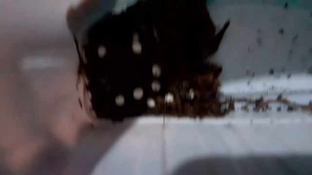 Яичкам от улитки 5 день🥚 смотреть онлайн