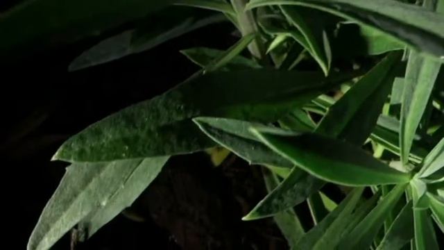 erysimum
