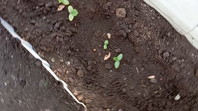 обзор теплицы в апреле после возвратной зимы...