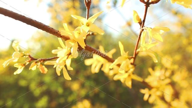 Flowers yellow Rhododendron смотреть онлайн