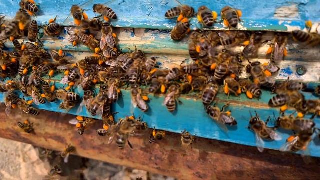 Завораживающие зрелище . Пчелы приносят пыльцу. смотреть онлайн