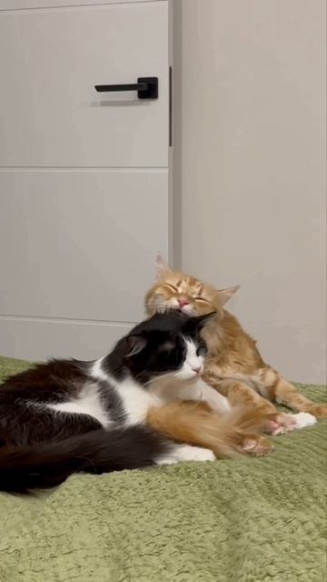 Кошечкина любовь