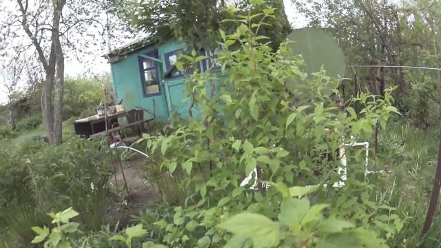 01391 Казань. В саду у Курмашевой Танзили Ахметгареевны. 12 июня 2017 г смотреть онлайн