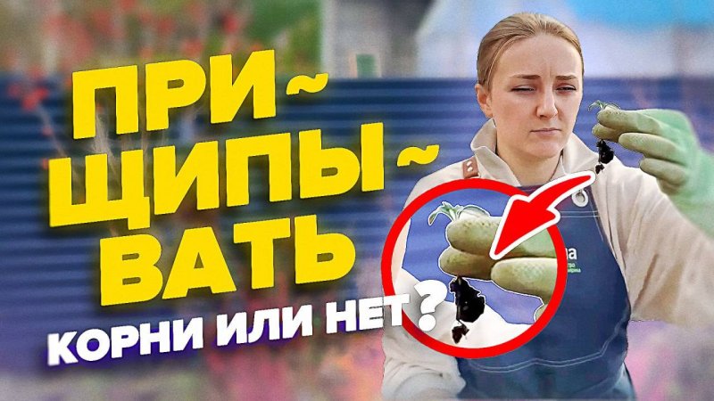 ЗАЧЕМ ПРИЩИПЫВАТЬ КОНЧИК КОРНЯ У ТОМАТОВ