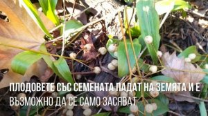 Melia azedarach! Мелия-мънистено дърво! Как се отглежда и размножава!