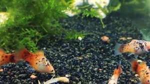 Пецилия сансет ситцевая / Platy Calico Sunset