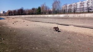 Амстафф полгода_20250404