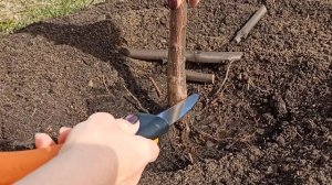 Павловния.Технический срез второго года роста.