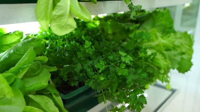 #наука#безвирусный картофель смотреть онлайн