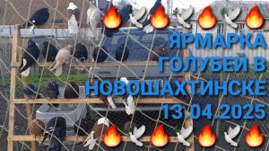 🔥🔥🔥 Ярмарка голубей в г.Новошахтинск. Птичий рынок 13.04.25. Pigeons Fair. Bird Market.