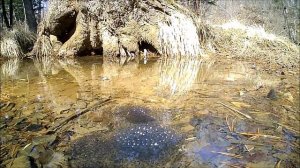 Поющие Лягушки