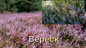 Вереск - символ силы и упорства, воплощение древних жизненных циклов.
