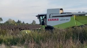 Влажность подсолнечника🌻 20-22%.