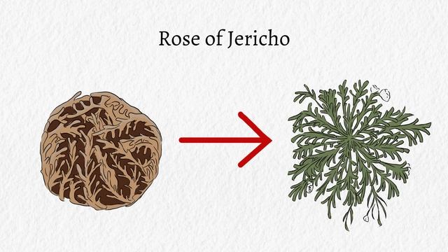30+ Flowers that Symbolize Death | Death Floriography