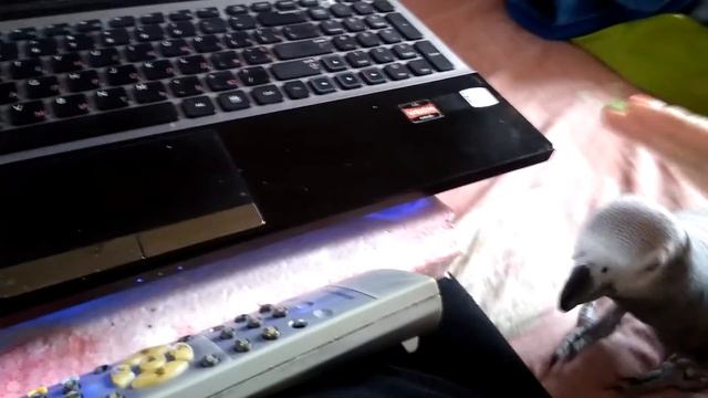 Ну Очень не Послушный Попугай ЖАКО РОМА Well not very obedient PARROT JACO ROMA смотреть онлайн