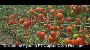 Памидор (Тамат)Руннер F1 Фирма Фито Испания. Тоҷикистон ноҳияи Кушониён