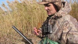 Охота на утку с манком.