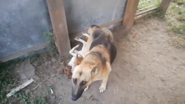 Horrible Big Dog Mating Mini Dog