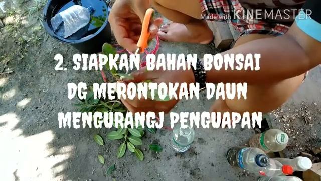 PROSES STEK BERINGIN KOREA DENGAN FULL MEDIA AIR #MediaTanamBonsai смотреть онлайн