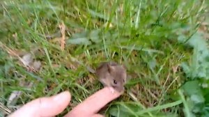 Мышонок, который не боится человека.