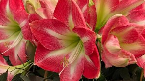 Амариллисы в Keukenhof (Парк цветов в Нидерландах) -часть 1