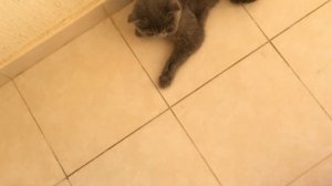 Обосралась