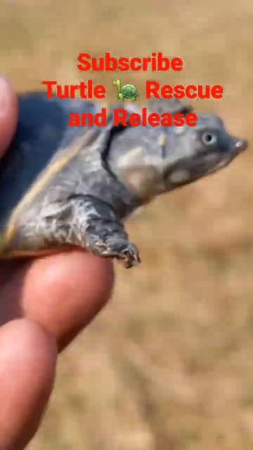 Turtle 🐢 Rescue and Release to nature #rahamanpetsworld #shorts #softshellturtle #shortsvideo смотреть онлайн