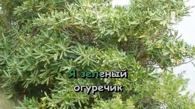 Детские Песня Огуречика смотреть онлайн