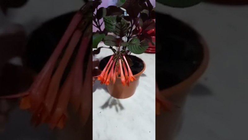 Очаровательная фуксия.