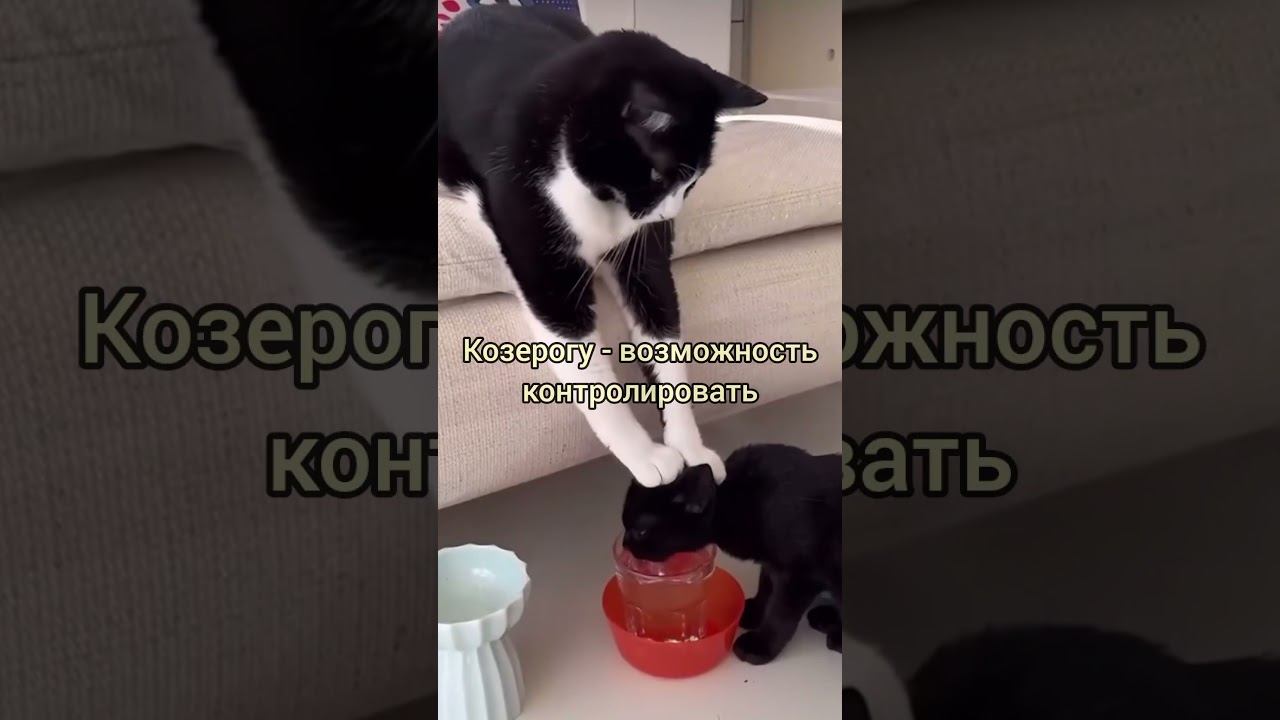 Чем успокоить знаки зодиака? 1 часть  #астроюмор #котики #shorts