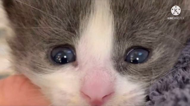 Поникший котенок с грустью смотрел на проходящих мимо людей, вот каким он стал после спасения