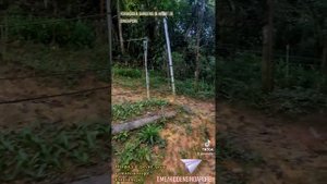 Огород в джунглях в центре Сингапура Singapore jungle garden