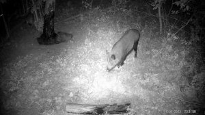 коктейль для кабана