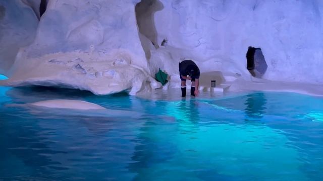 SeaWorld Orlando | Beluga Whale Session & Tour 4K (10-1-22) смотреть онлайн