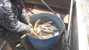 Азово-Донской филиал ФГБУ «Главрыбвод» занимается заготовкой рыбца