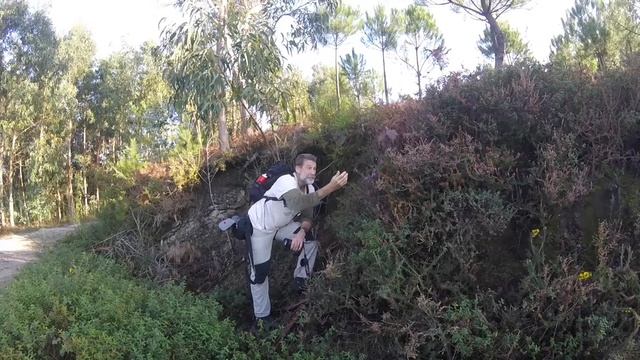 Ericacea, brezo ou "Daboecia cantabrica" смотреть онлайн