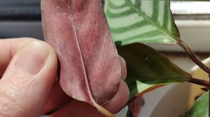 Паутинный клещ на ктенанте 😱