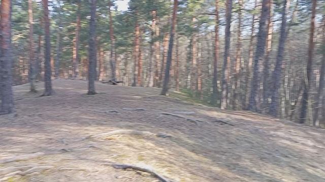 Утренний Сосновый бор
