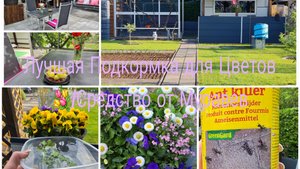 Любимая Дача 🏕1 ложку и увас Цветы зацветут/Подкормка для Цветов и не Только