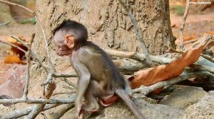 Amazing Newborn Monkey Grab Food From Mother - Good New Baby Monkeys