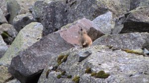 Alpine pika / Алтайская пищуха / Ochotona alpina