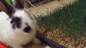 Избалованный городской кролик пробует настоящую траву и кору