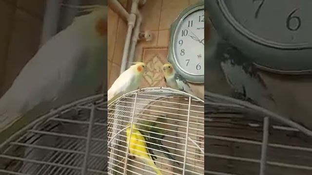 Говорящий попугай корелла смотреть онлайн