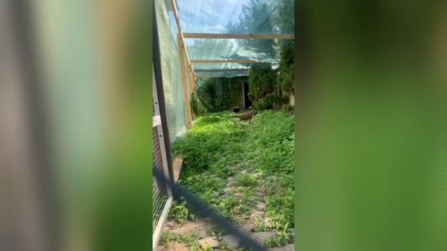 Вы слыхали, как поёт павлин? Счастье павлинов! Наша пава в замужестве.