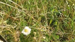 Донник або буркун..( "На городі буркун ягідок не родить.." )