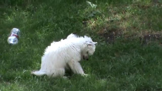 Le top model de rama " darwin " смотреть онлайн